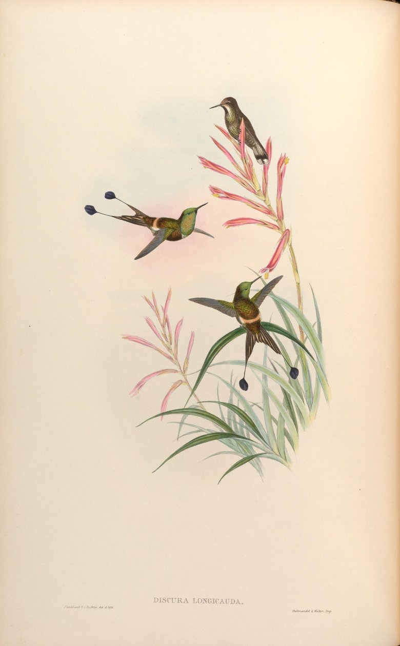 Discura longicauda = Discosura longicauda tekijältä John Gould