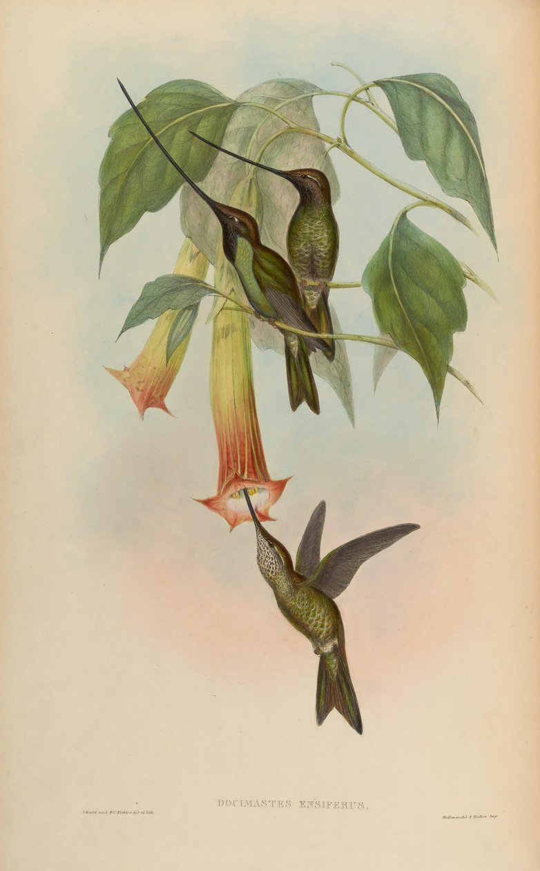 Docimastes ensiferus = Ensifera ensifera tekijältä John Gould