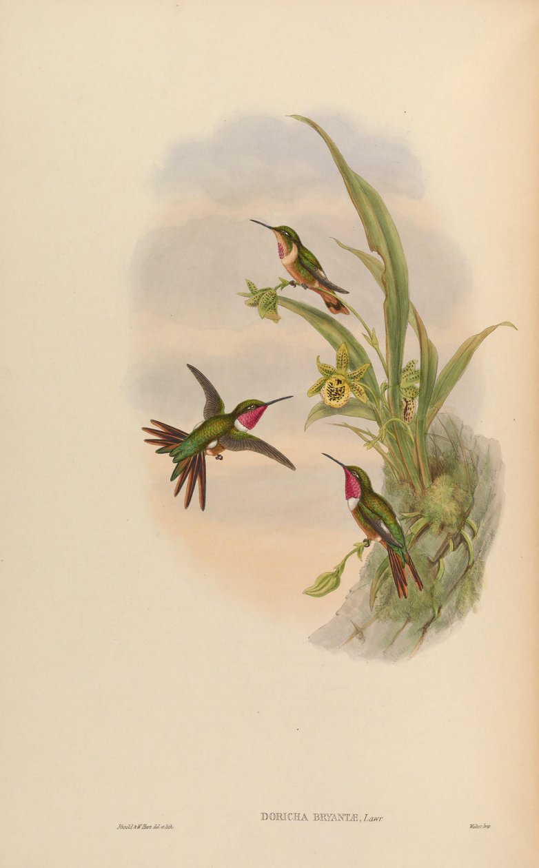 Doricha bryantae = Calliphlox bryantae tekijältä John Gould