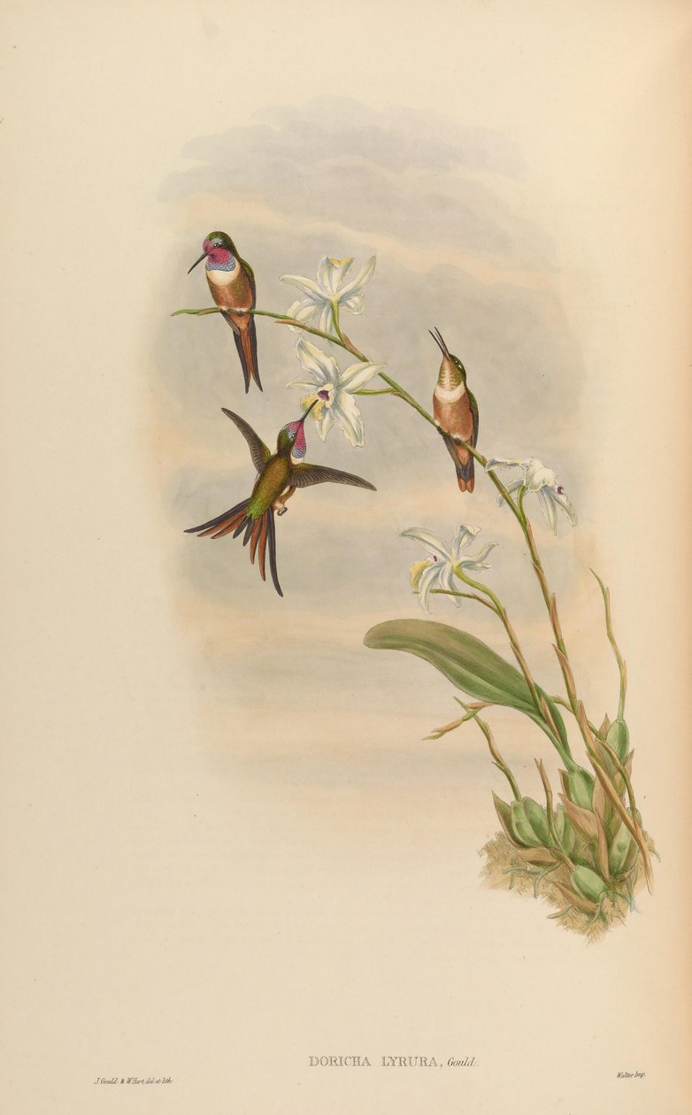 Doricha lyrura = Calliphlox evelynae tekijältä John Gould