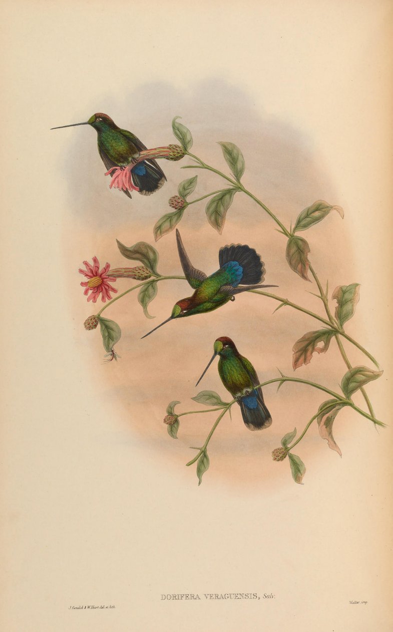 Dorifera veraguensis = Doryfera ludovicae veraguensis tekijältä John Gould