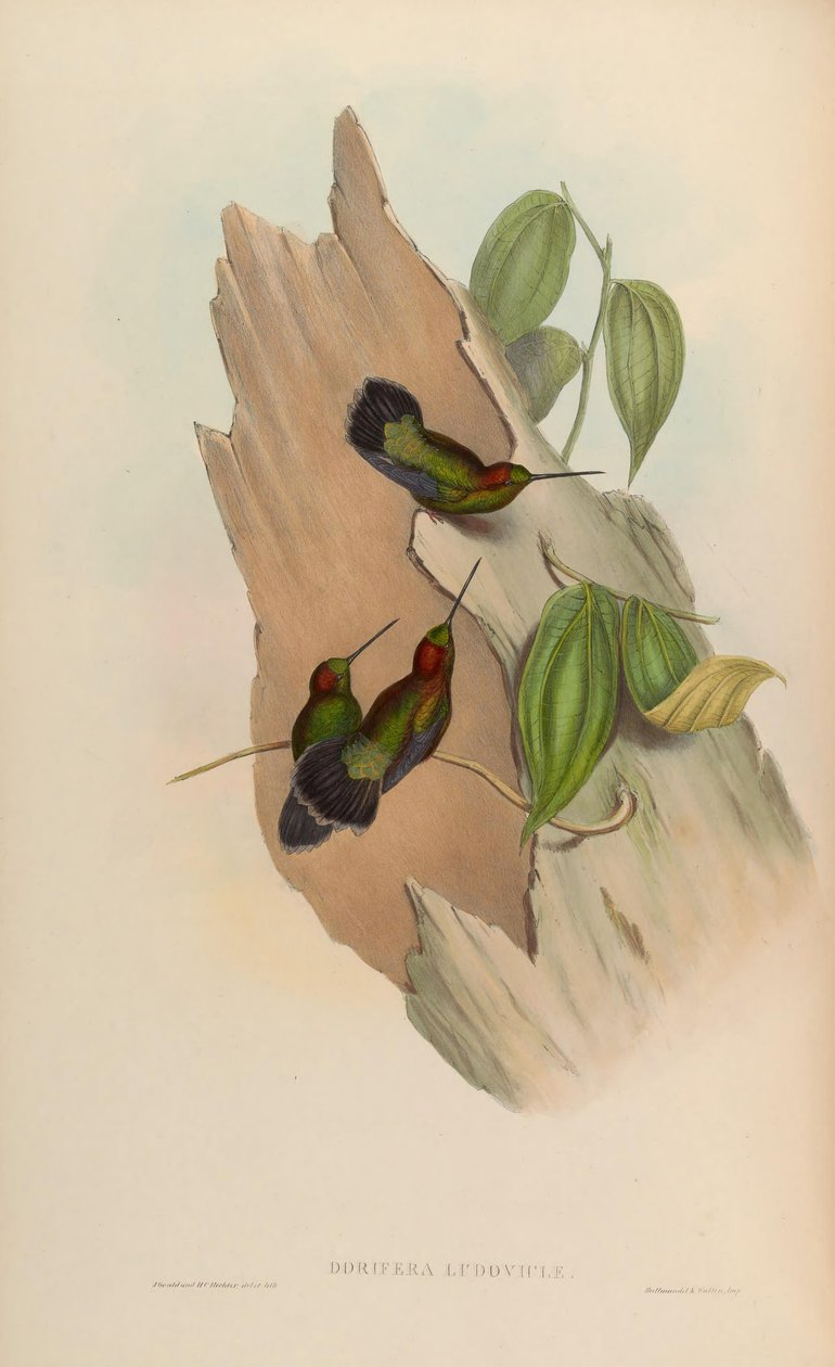 Doryfera ludoviciae tekijältä John Gould
