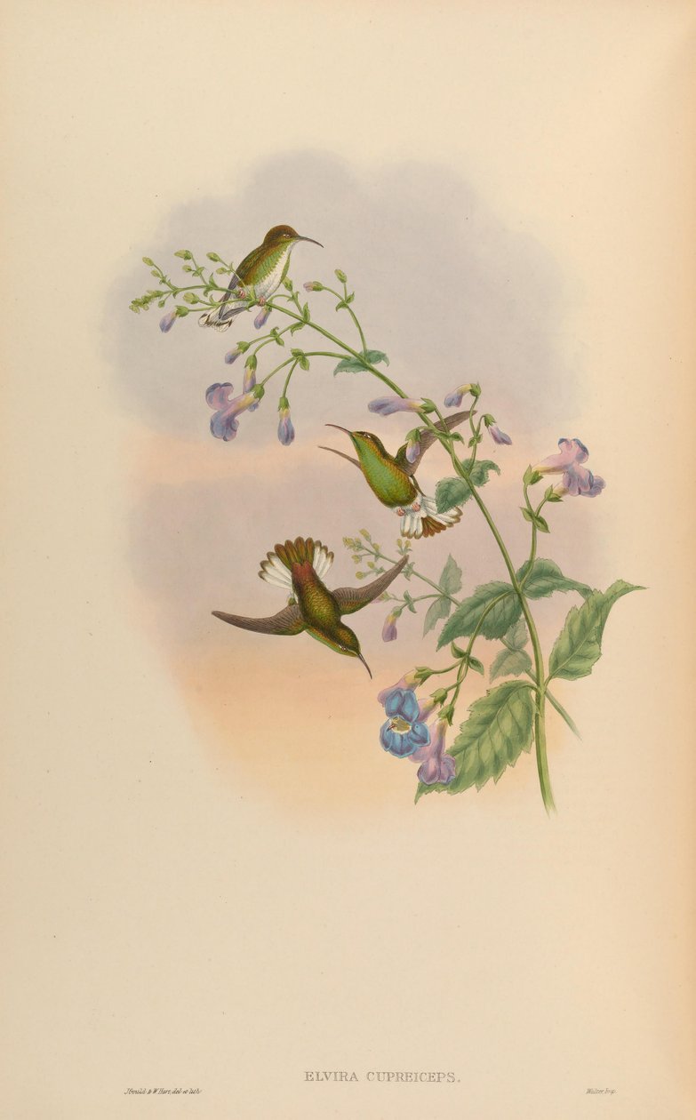 Elvira cupreiceps tekijältä John Gould