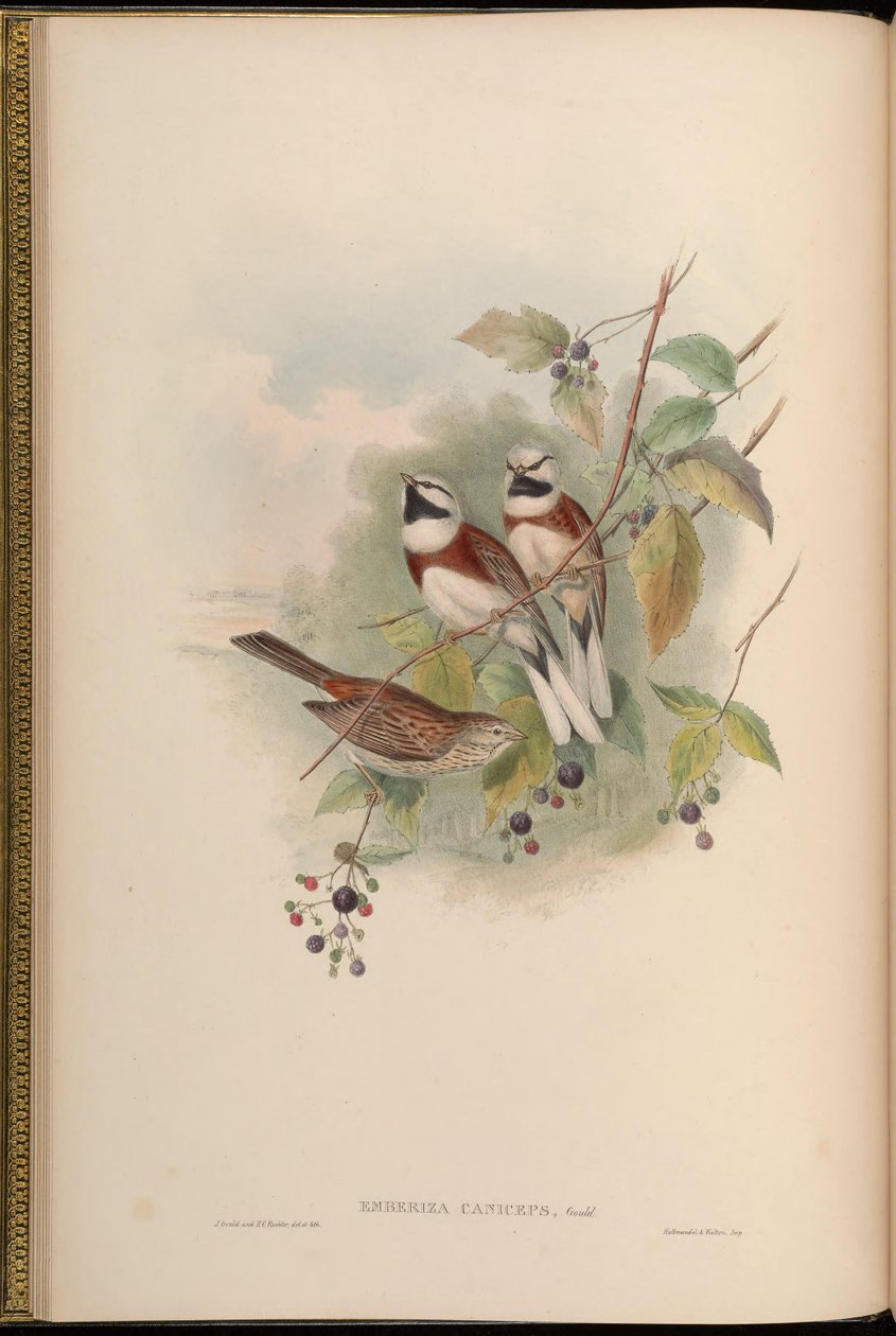Emberiza caniceps = Emberiza stewarti tekijältä John Gould