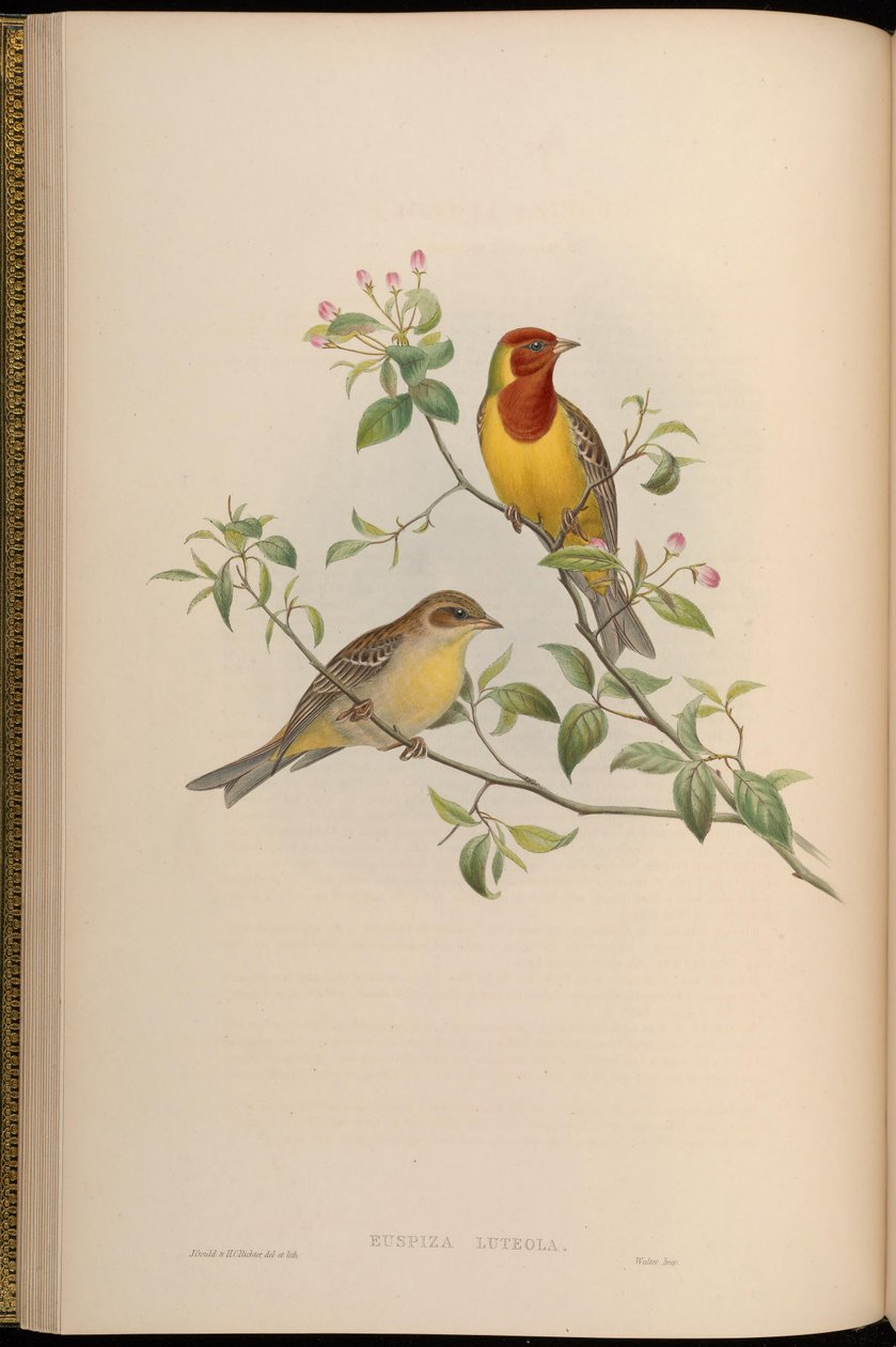 Emberiza luteola = Emberiza brunniceps tekijältä John Gould