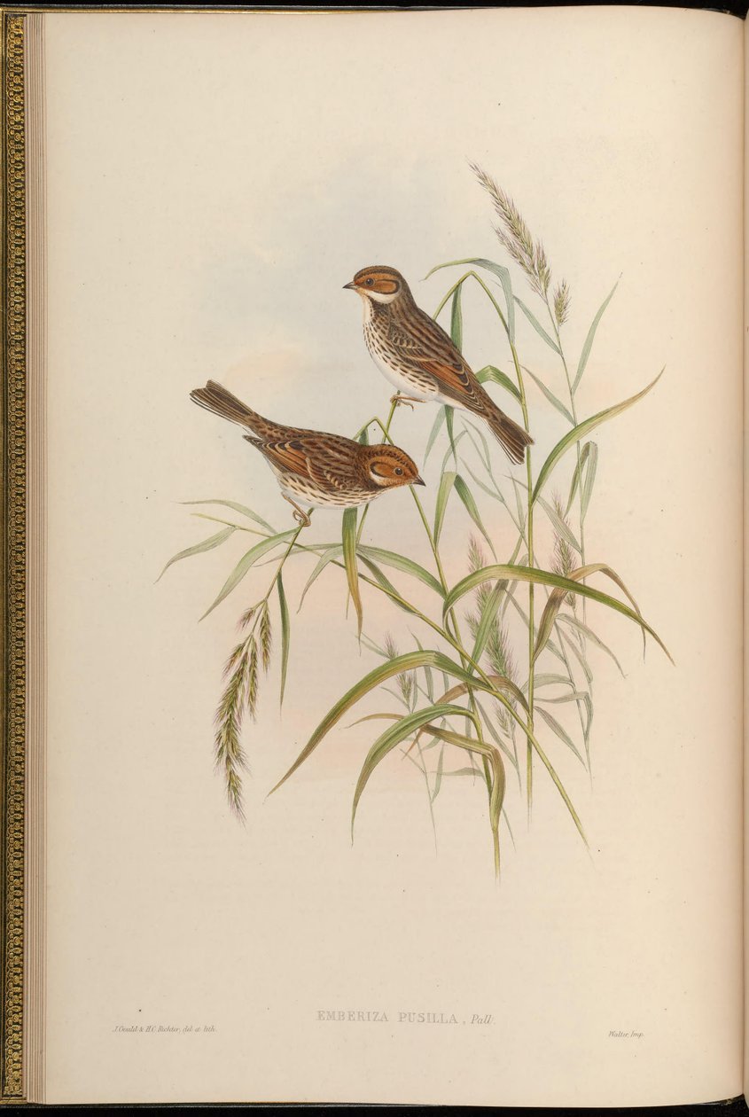 Emberiza pusilla tekijältä John Gould