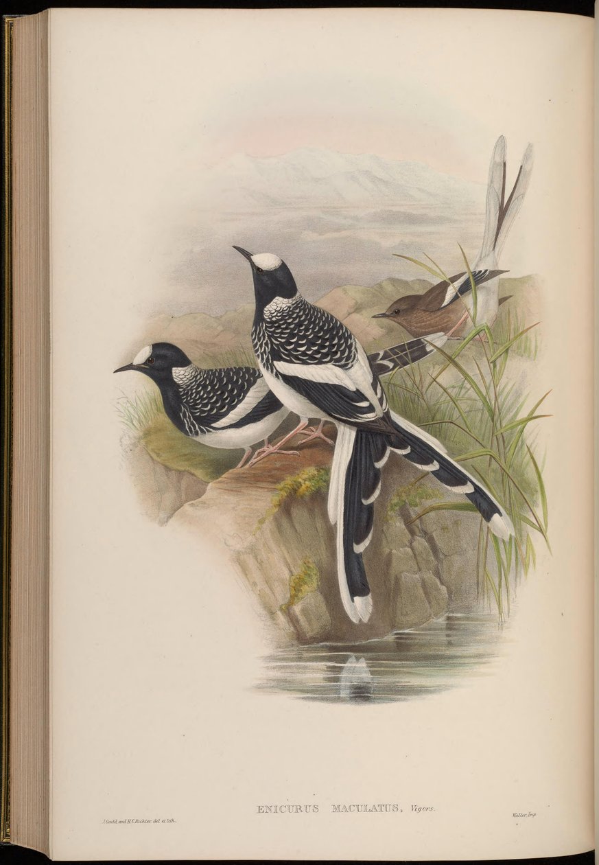 Enicurus maculatus tekijältä John Gould