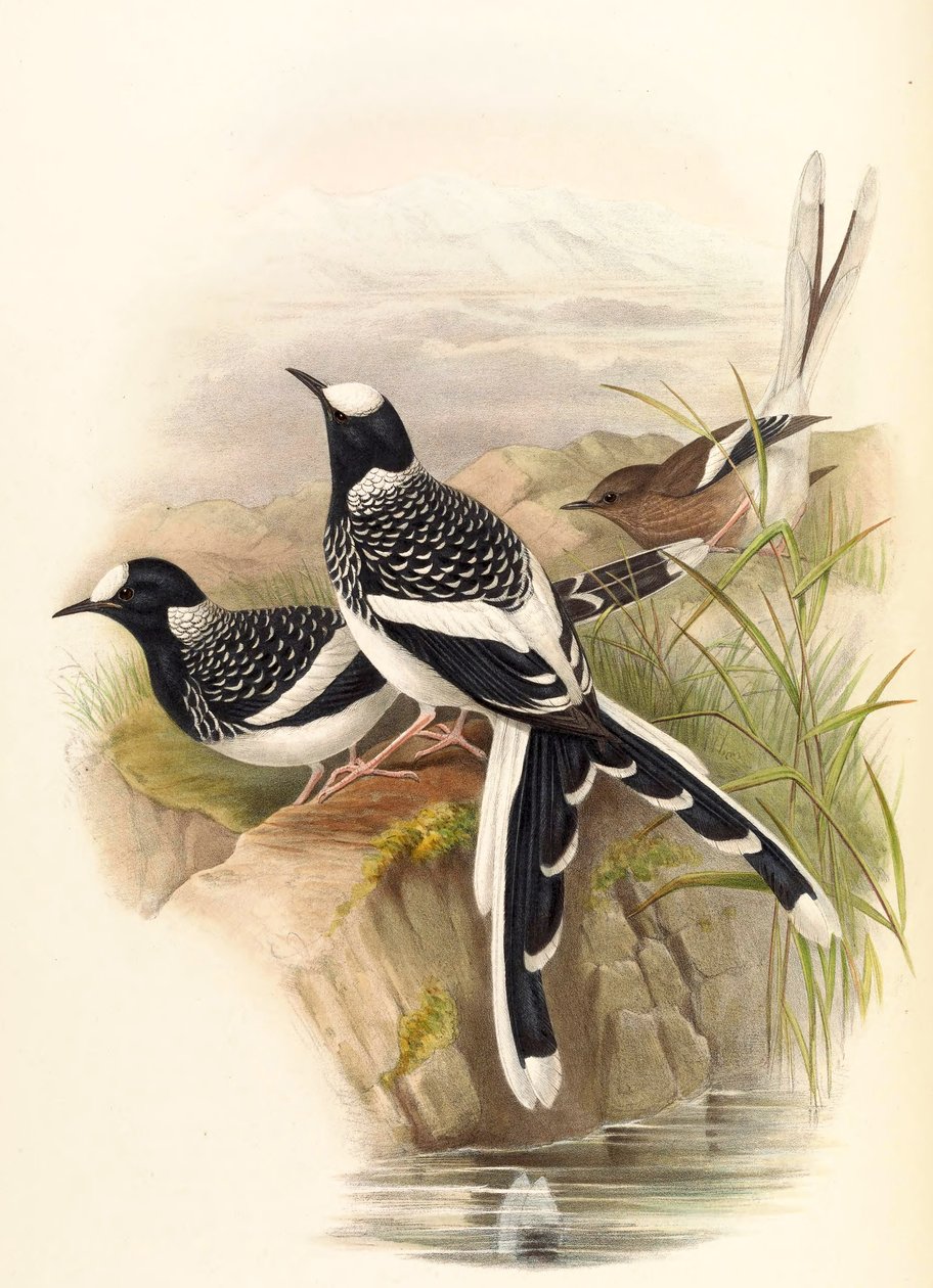 Enicurus maculatus tekijältä John Gould