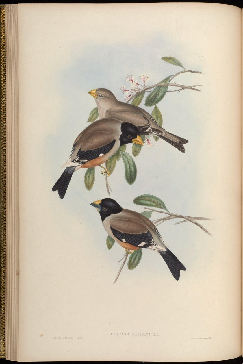 Eophona melanura = Eophona migratoria tekijältä John Gould