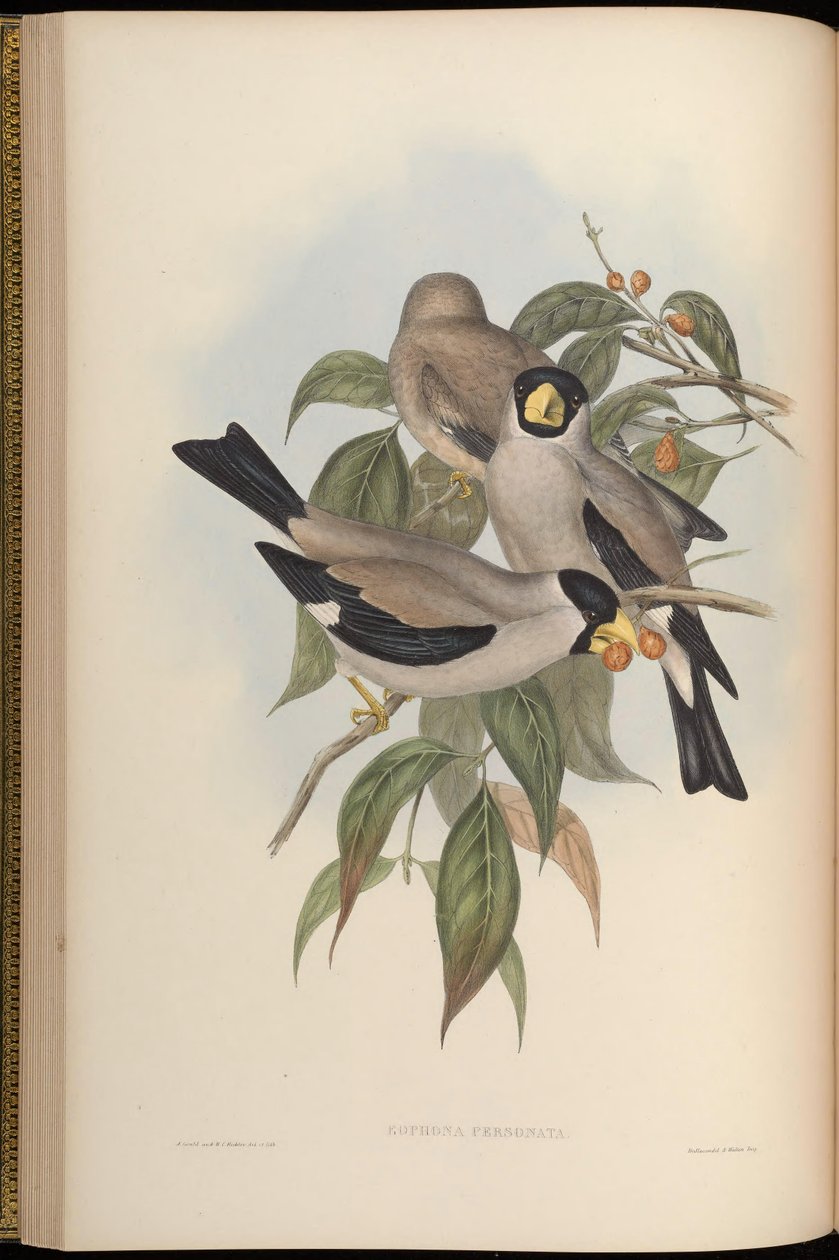 Eophona personata tekijältä John Gould