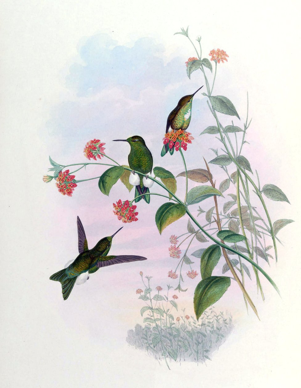 Eriocnemis aline = Syn tekijältä John Gould