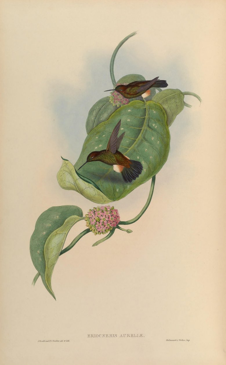 Eriocnemis aureliae = Haplophaedia aureliae tekijältä John Gould
