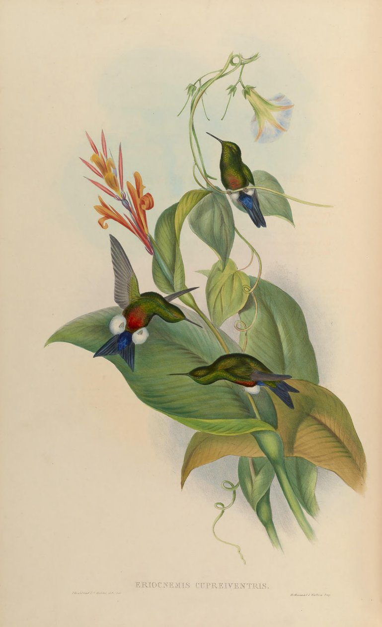 Eriocnemis cupreoventris tekijältä John Gould