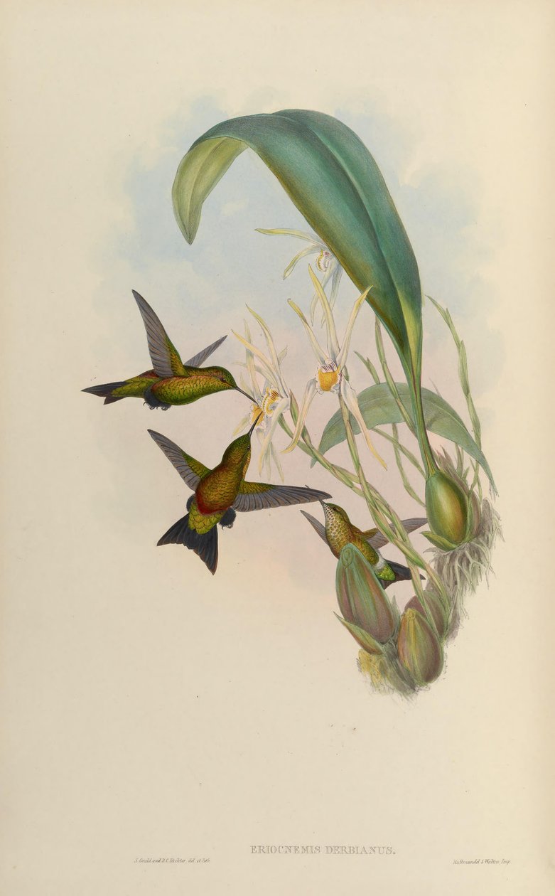 Eriocnemis derbyi tekijältä John Gould