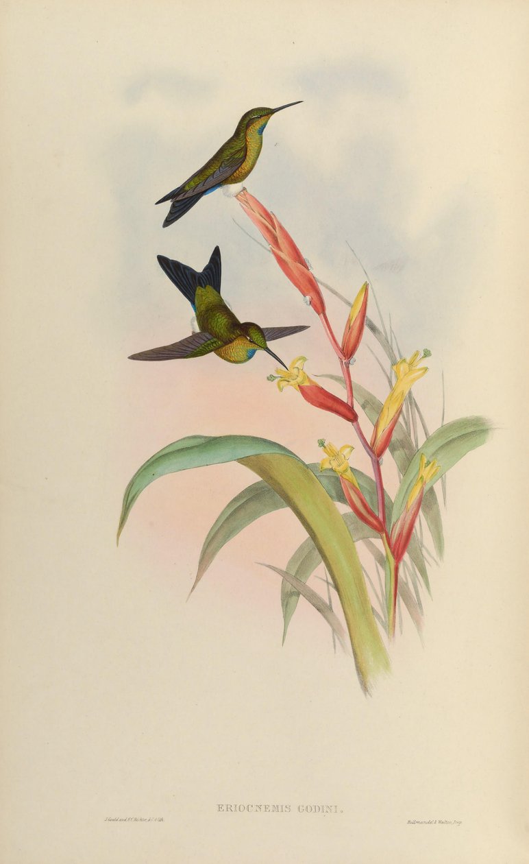 Eriocnemis godini tekijältä John Gould