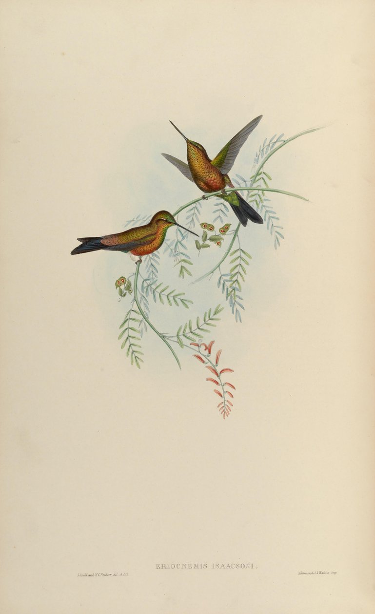 Eriocnemis isaacsoni = Eriocnemis sp. x Helianthea sp tekijältä John Gould
