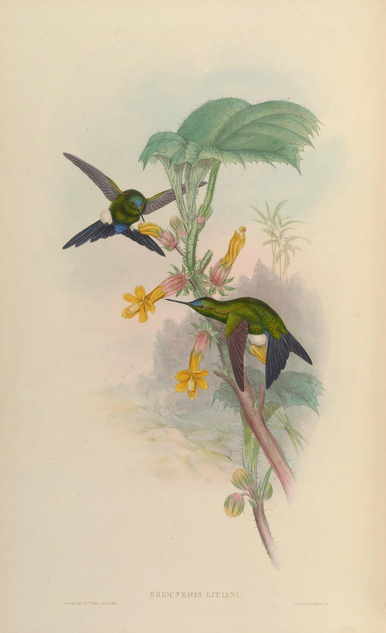 Eriocnemis luciani tekijältä John Gould