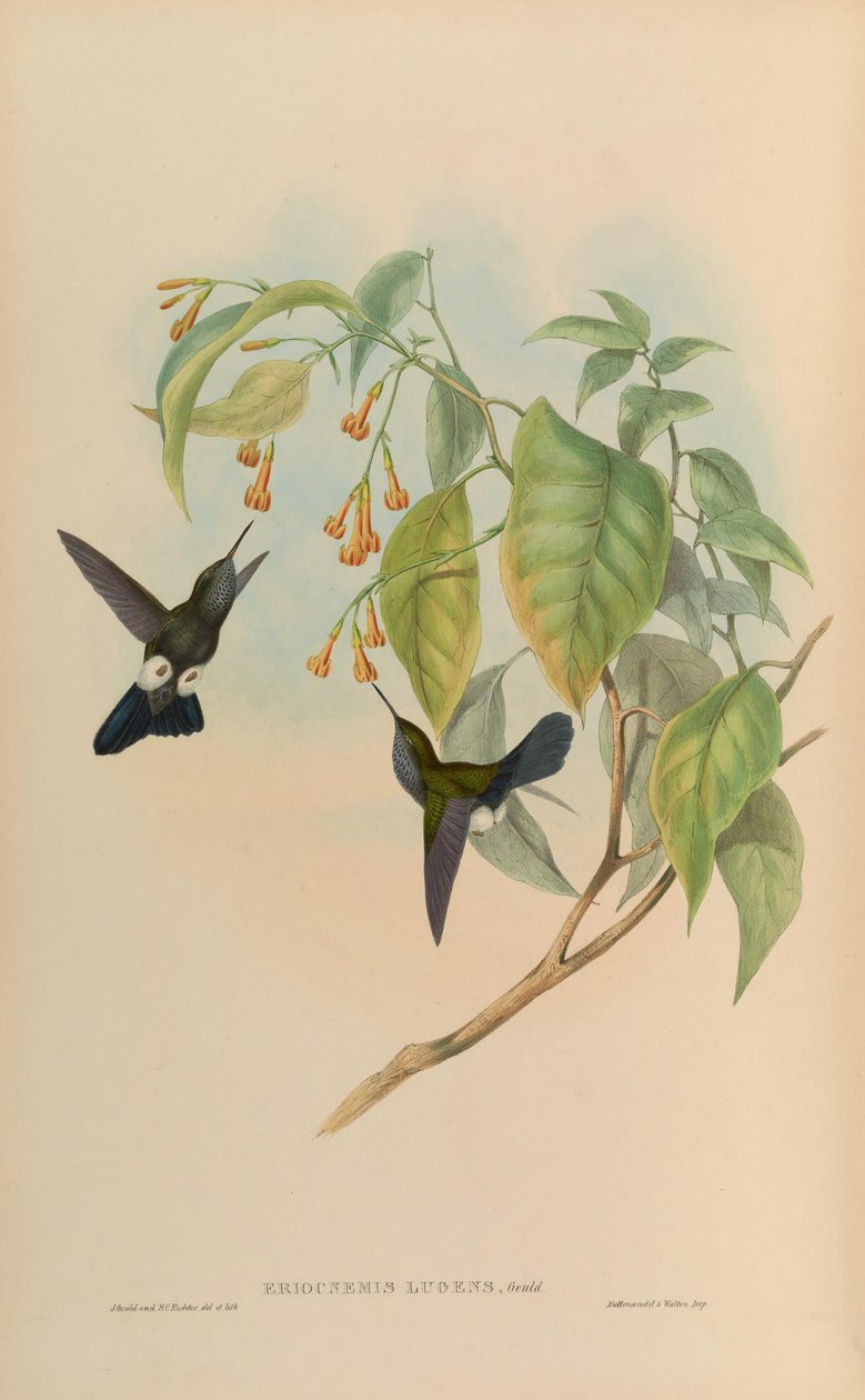 Eriocnemis lugens = Haplophaedia lugens tekijältä John Gould