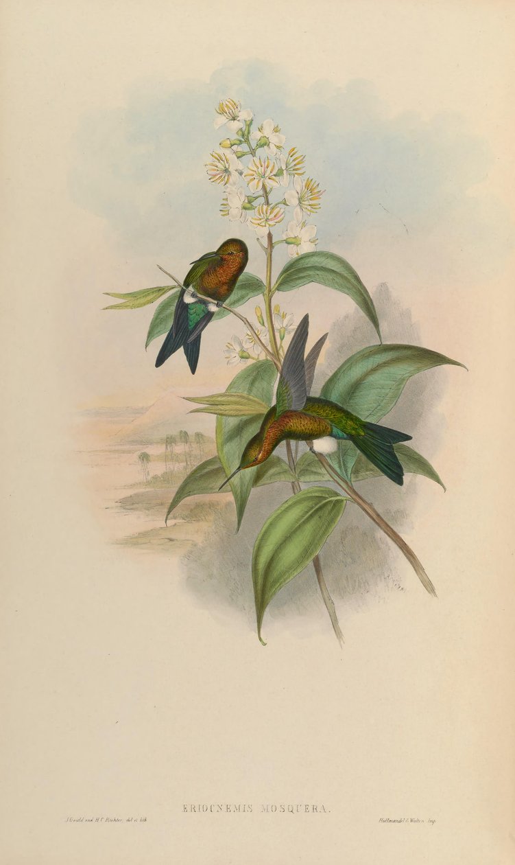 Eriocnemis -moskeija tekijältä John Gould