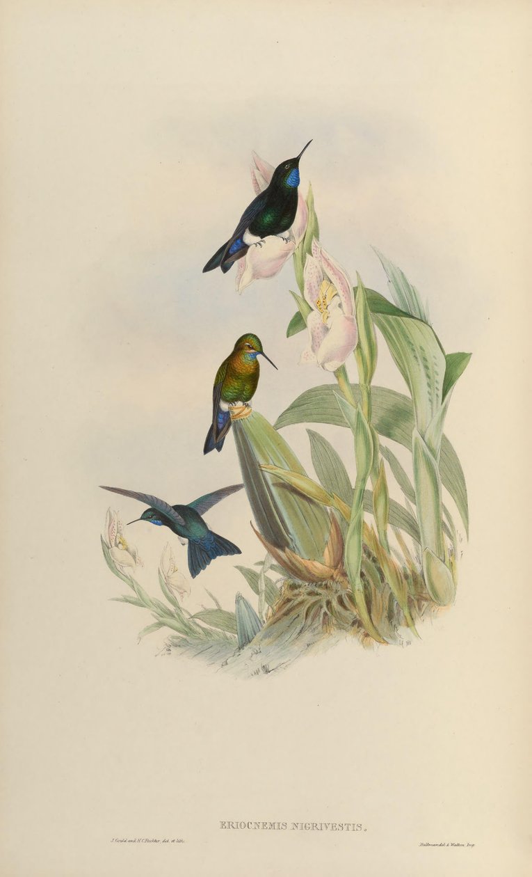 Eriocnemis nigrivestis tekijältä John Gould