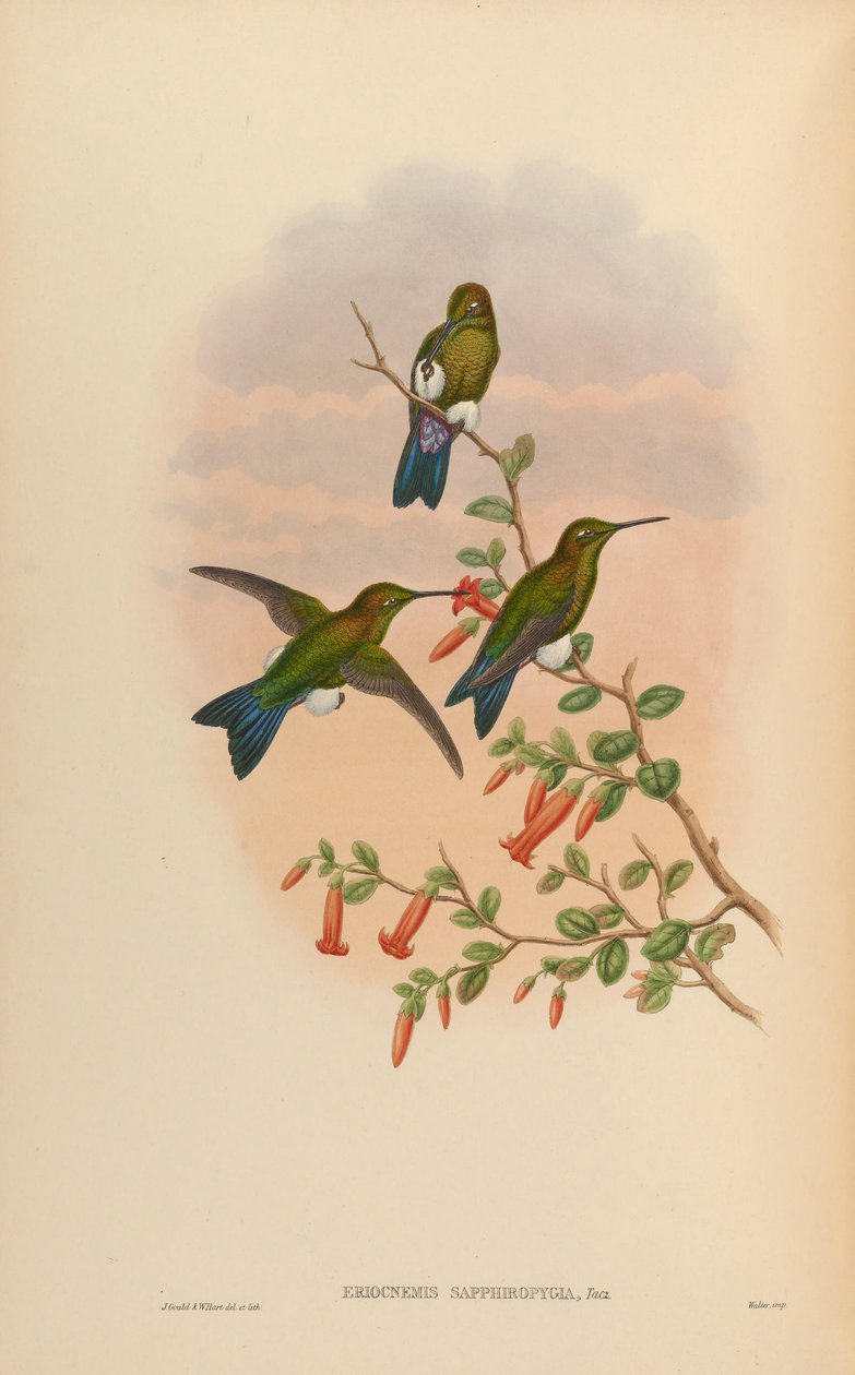 Eriocnemis sapphiropygia = Eriocnemis luciani sapphiropygia tekijältä John Gould