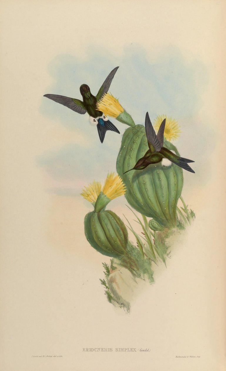 Eriocnemis simplex = Eriocnemis cupreoventris tekijältä John Gould