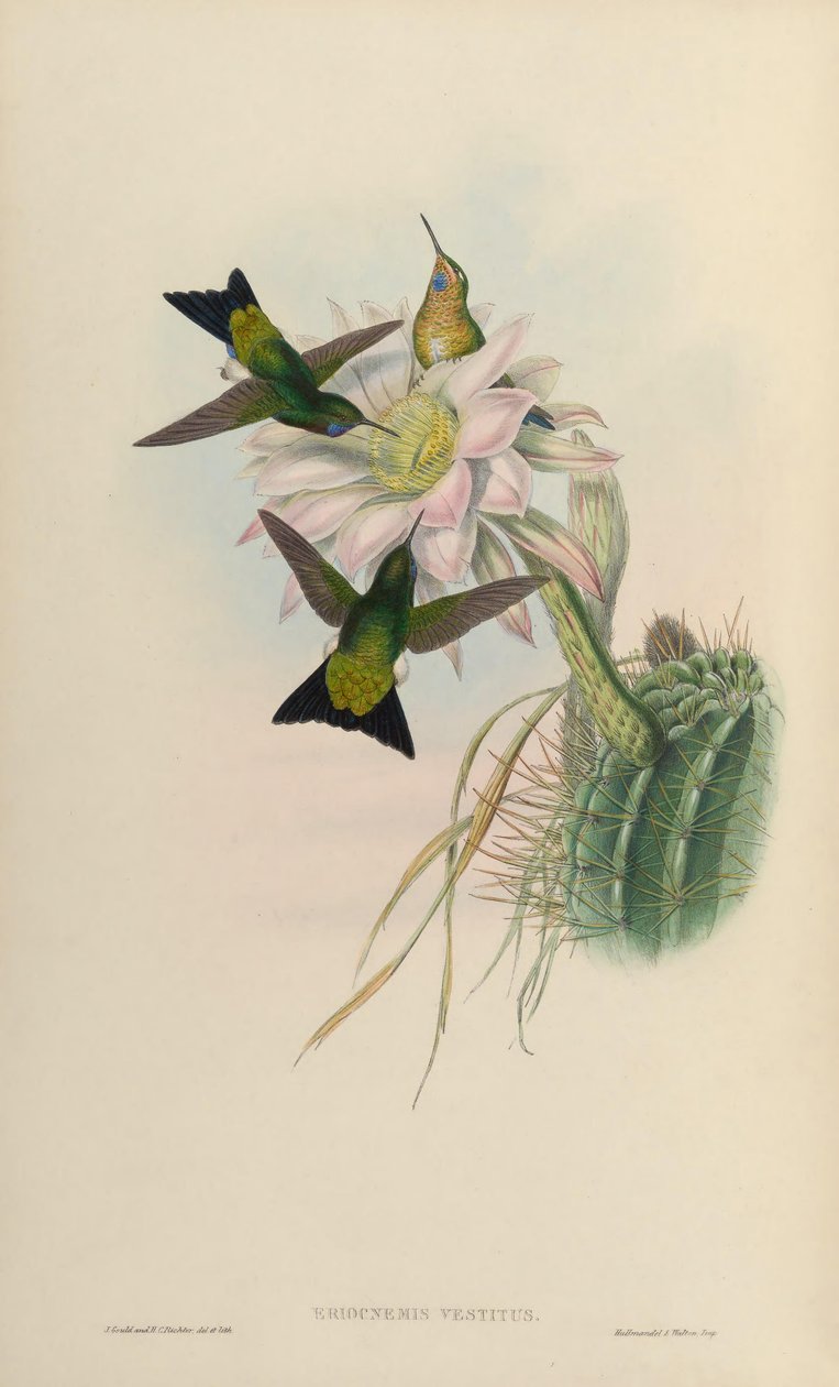 Eriocnemis vestitus = Eriocnemis vestita tekijältä John Gould
