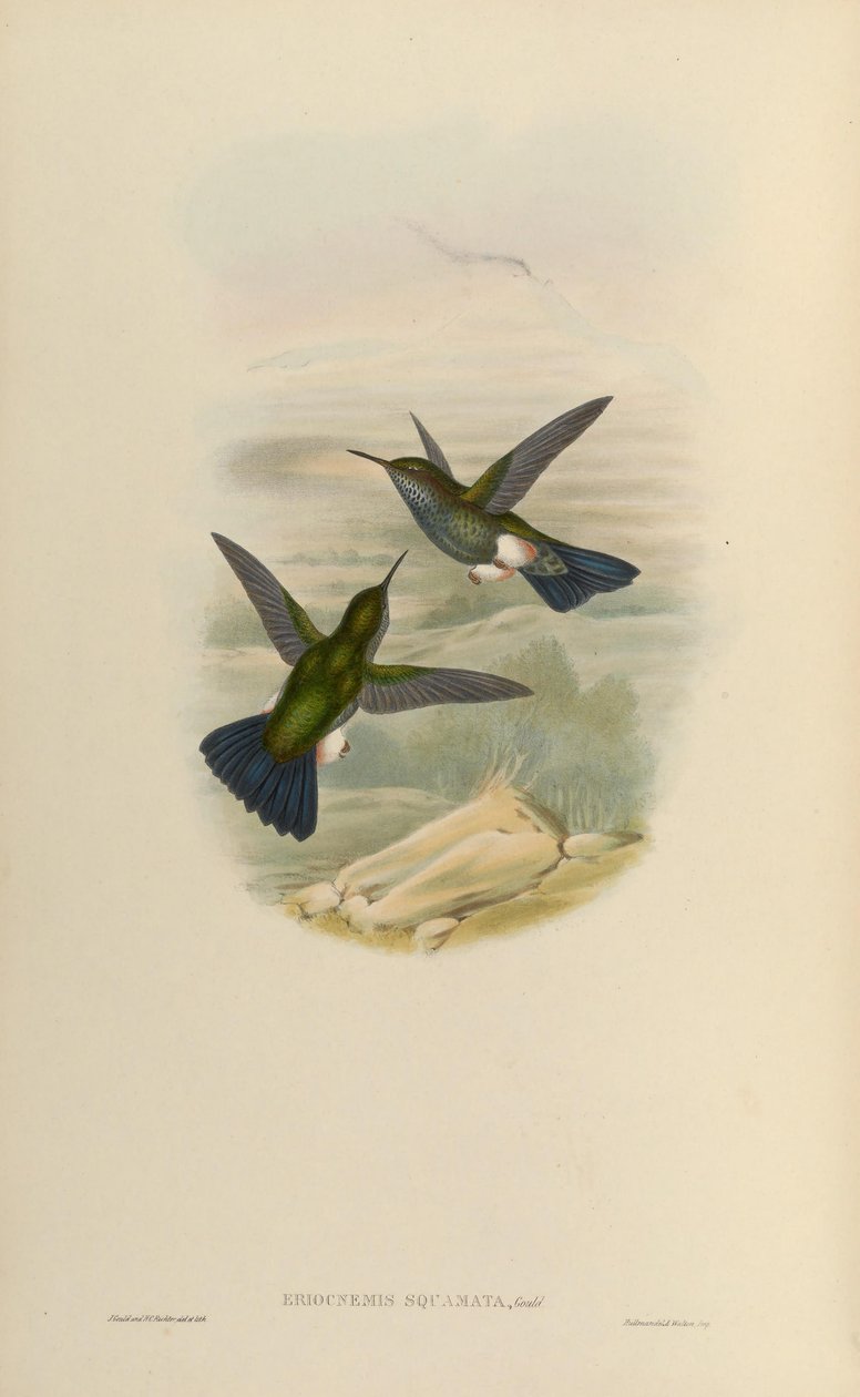 Eriocnemys lugens = Haplophaedia lugens tekijältä John Gould