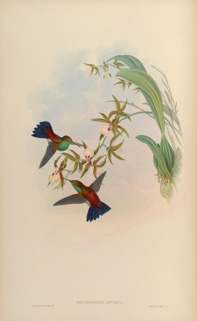 Erythronota antiqua = Amazilia tobaci erythronotos tekijältä John Gould
