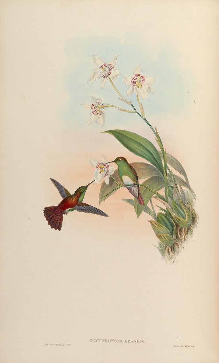 Erythronota edwardi = Amazilia edward tekijältä John Gould