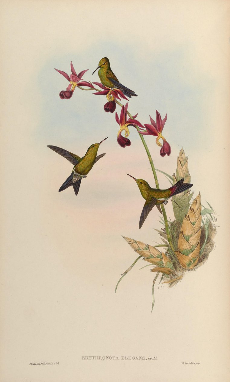 Erythronota elegans = Chlorostilbon elegans tekijältä John Gould