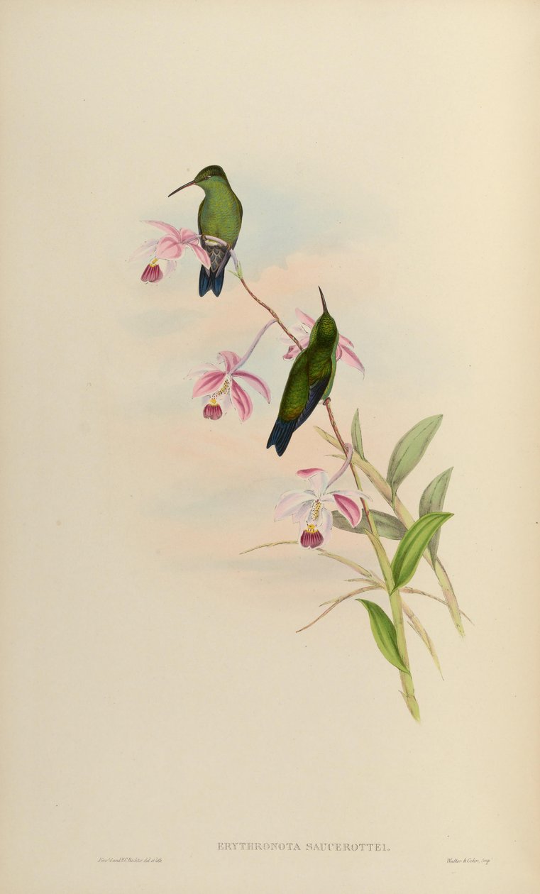 Erythronota saucerottei = Amazilia saucerrottei saucerrottei tekijältä John Gould