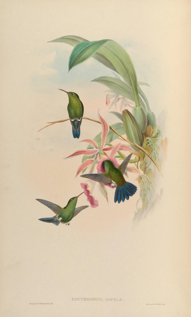Erythronota sophiae = Amazilia saucerrottei saucerrottei tekijältä John Gould