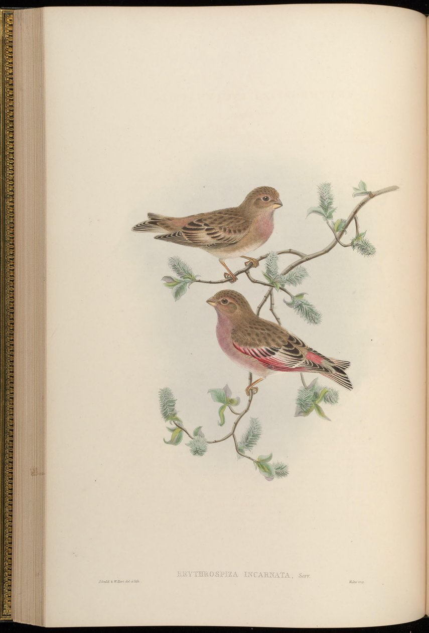 Erythrospiza incarnata = Bucanetes mongolicus[2]. tekijältä John Gould
