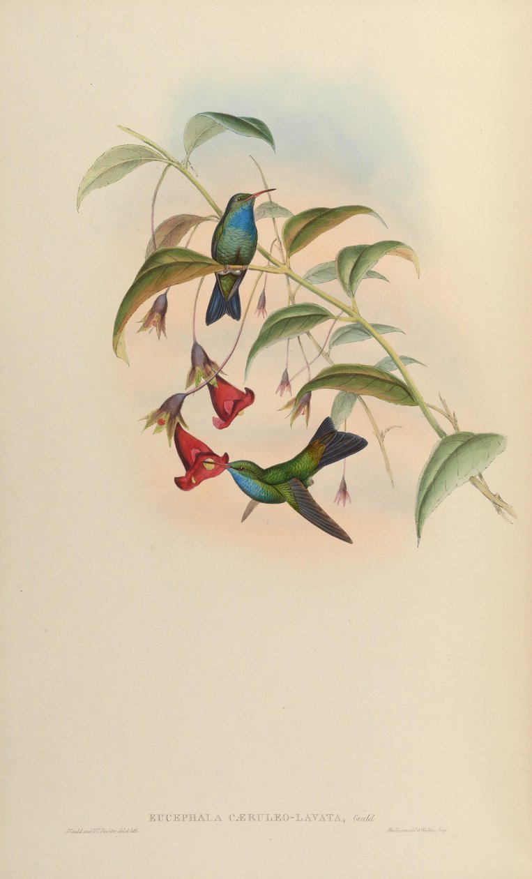 Eucephala caeruleolavata =? - tunnetaan vain Kaakkois -Brasiliasta peräisin olevasta tyyppinäytteestä; Cory (1918) ja Pinto (1937); Petersiä (1945) käsiteltiin määrittelemättömän syntyperän hybridinä tekijältä John Gould