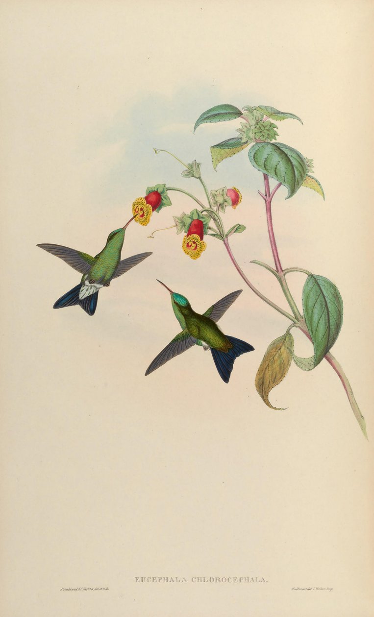 Eucephala chlorocephala =? tekijältä John Gould