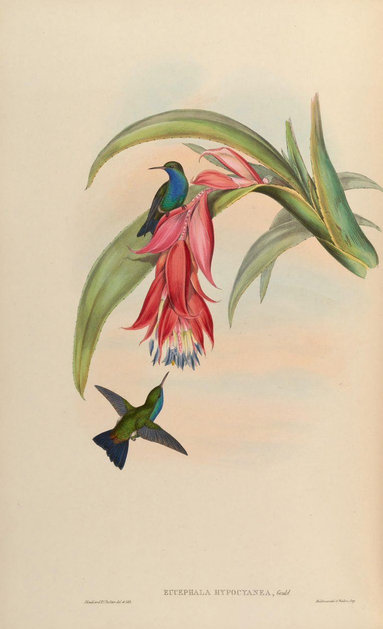 Eucephala hypocyanea = poikkeava Chlorostilbon notata tai (C. notata X Hylocharis cyanus) tekijältä John Gould