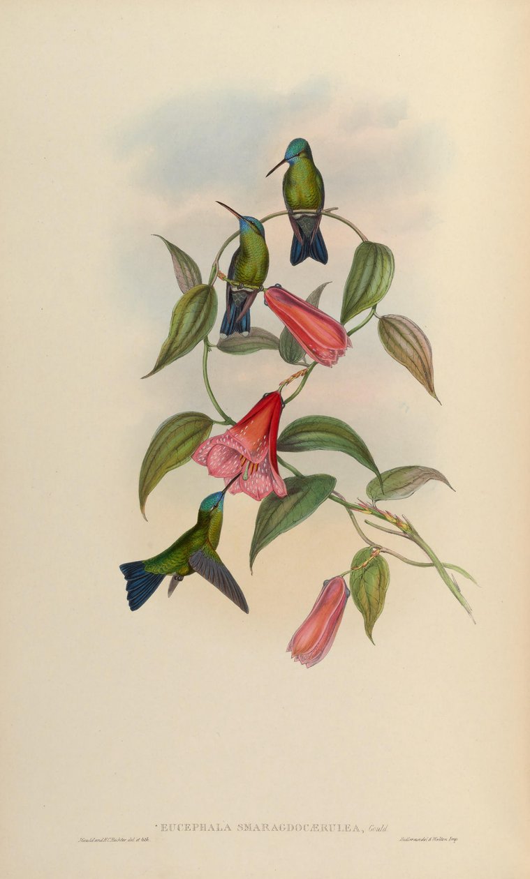 Eucephala smaragdo-caerulea = Chlorestes notatus X Thalurania glaucopis tekijältä John Gould