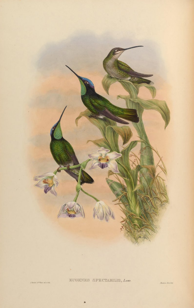 Eugenes spectabilis = Eugenes fulgens spectabilis tekijältä John Gould