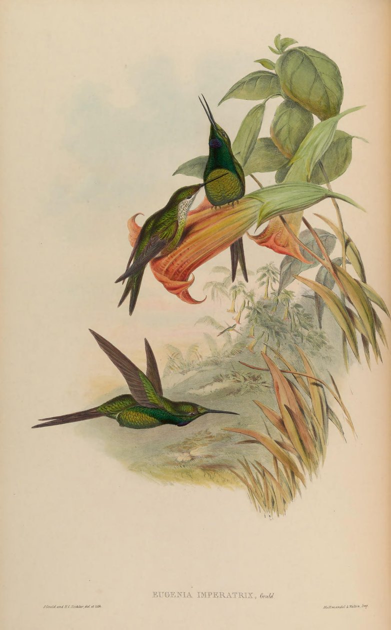 Eugenia imperatrix = Heliodoxa imperatrix tekijältä John Gould