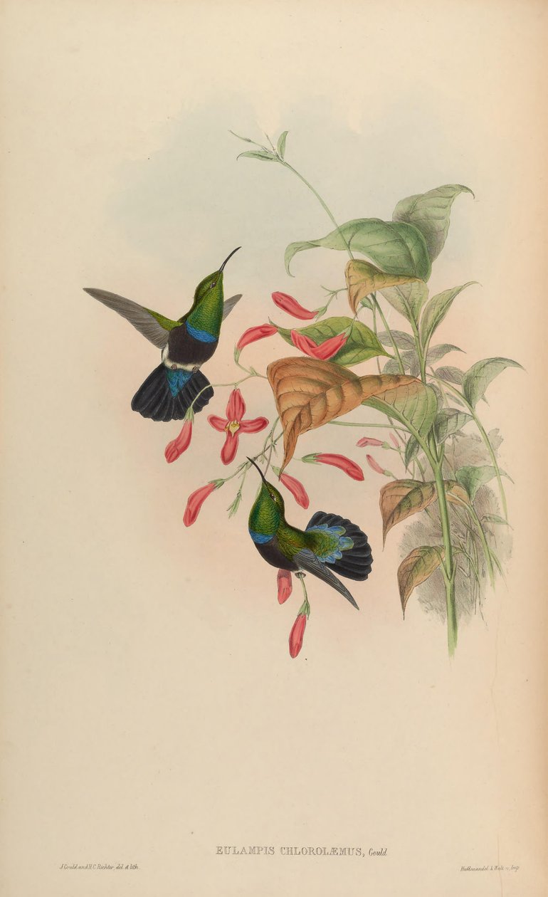 Eulampis chlorolaemus = Eulampis holosericeus chlorolaemus tekijältä John Gould
