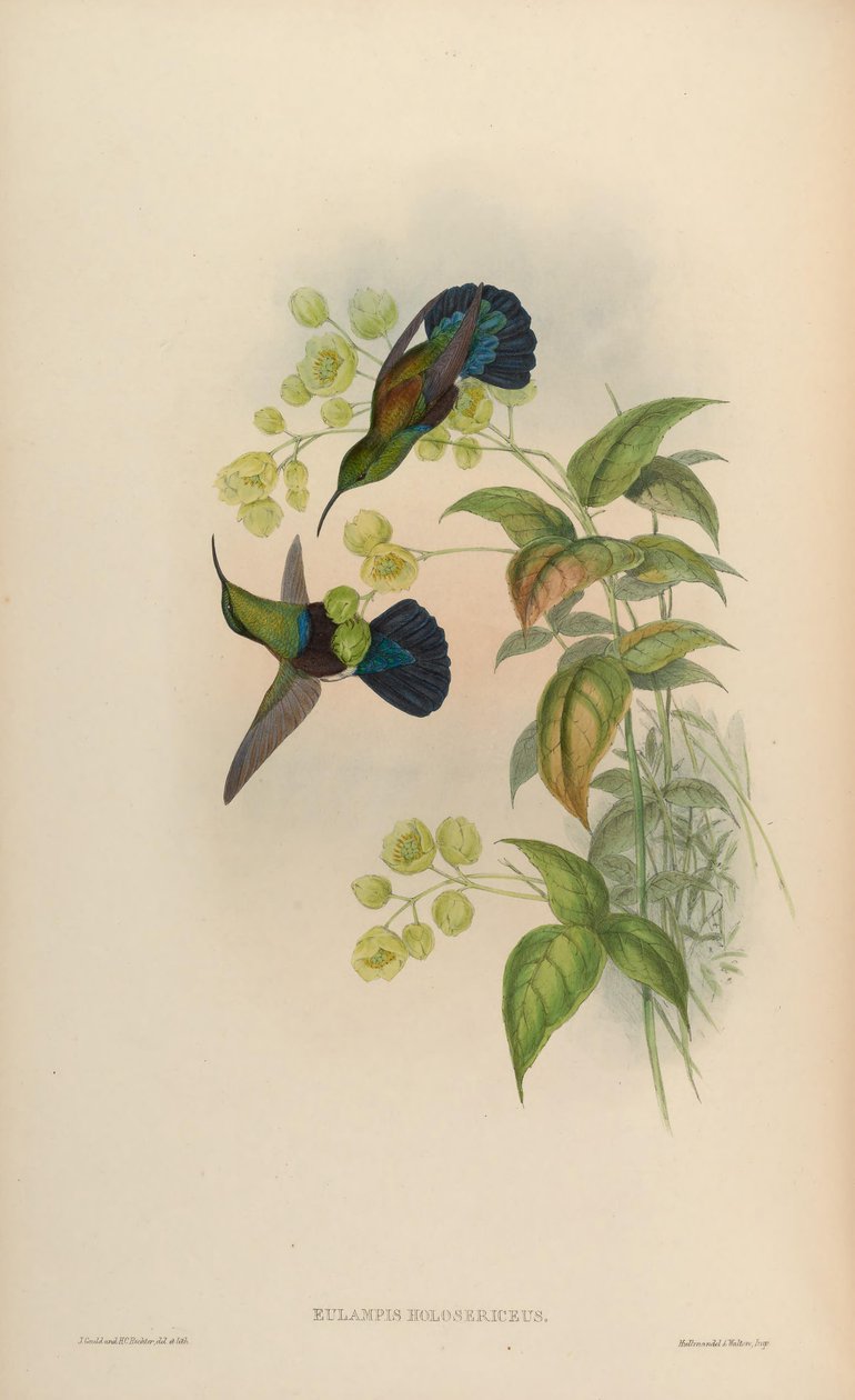 Eulampis holosericeus tekijältä John Gould