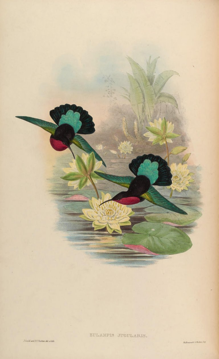Eulampis jugularis tekijältä John Gould