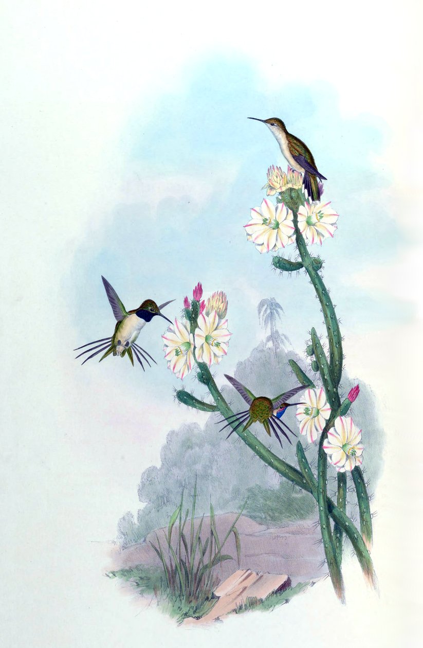Eulidia yarrellii = Syn tekijältä John Gould