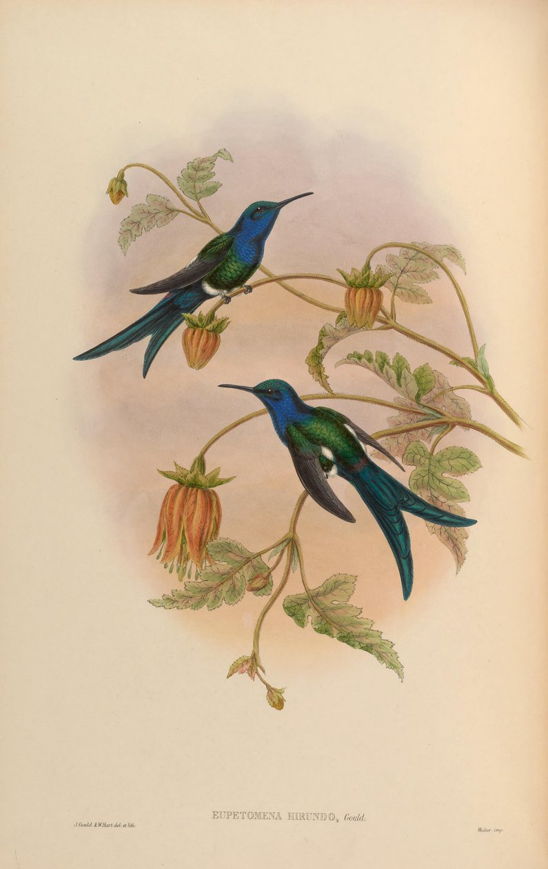 Eupetomena hirundo = Eupetomena macroura hirundo tekijältä John Gould