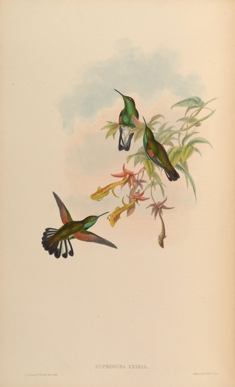 Eupherusa eximia tekijältä John Gould