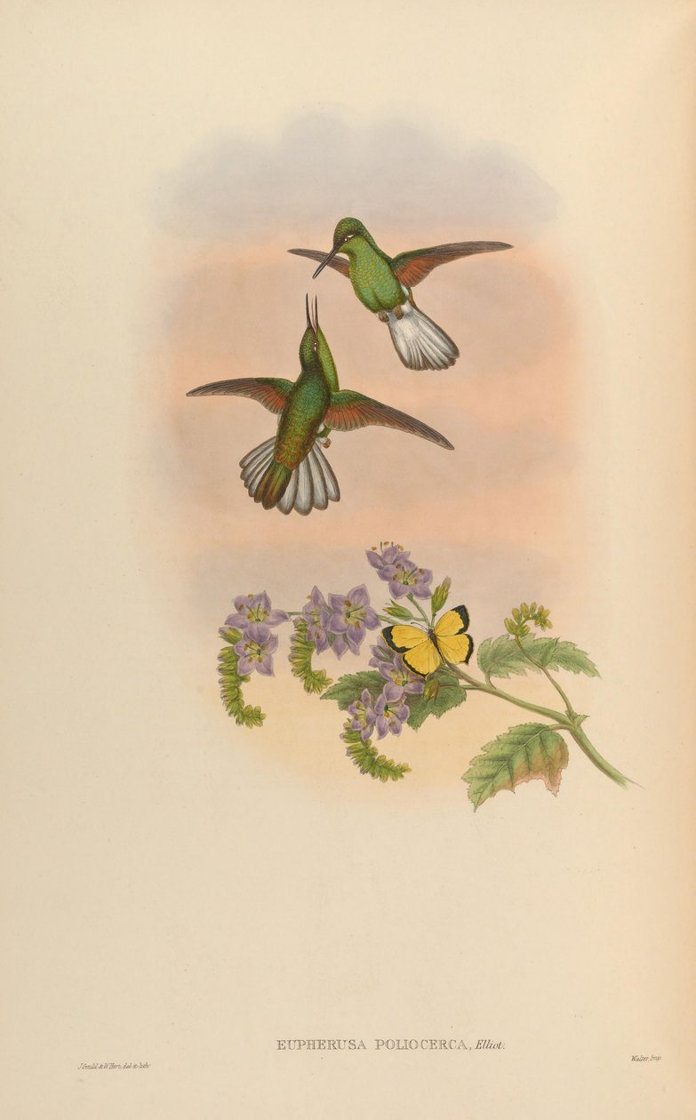 Eupherusa poliocerca tekijältä John Gould