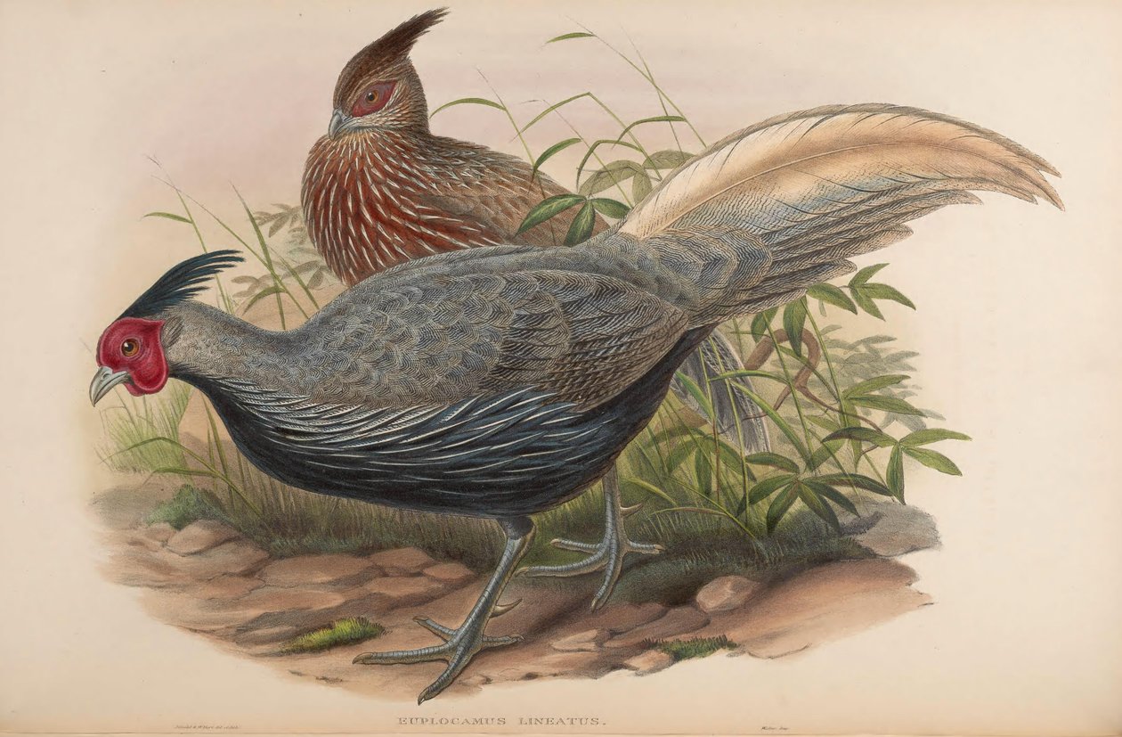 Euplocamus lineatus = Lophura leucomelanos oatesi tekijältä John Gould