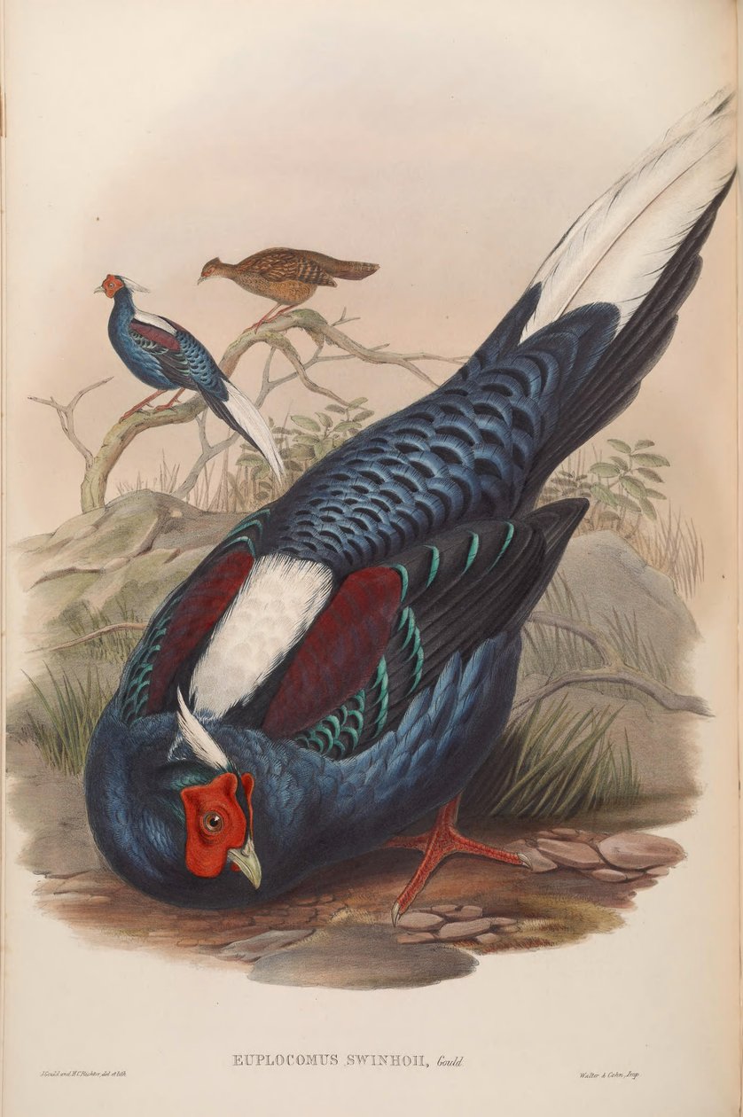 Euplocamus swinhoii = Lophura swinhoii tekijältä John Gould