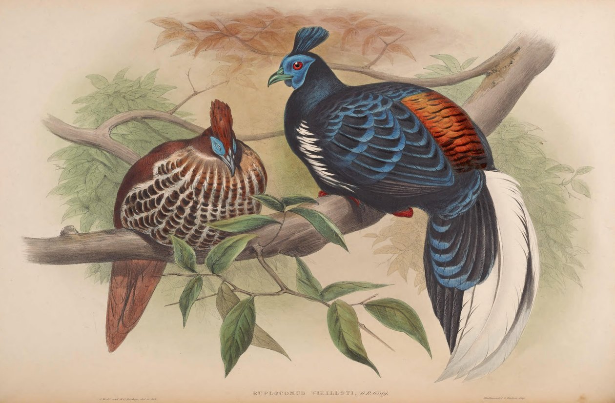 Euplocamus vieilloti = Lophura ignita rufa tekijältä John Gould
